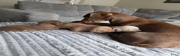 Miniature Dachshund dogs for sale: KC REGISTERED Minature dachshund puppies - Advert 6