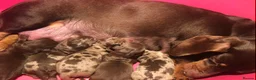 Miniature Dachshund dogs for sale: Beautiful Miniature Dachshund puppies  - Advert 1