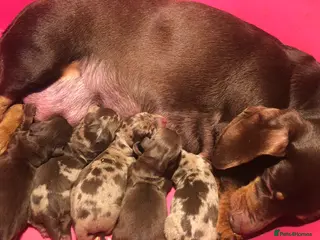 Miniature Dachshund dogs Beautiful Miniature Dachshund puppies - Advert 2
