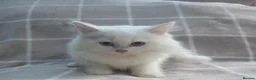 Munchkin cats for sale: Beautiful Munchkin Kittens – TICA Registered Dad - Advert 7