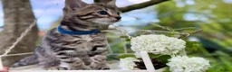 Bengal cats for sale: Beautiful Bengal kittens  - Advert 22