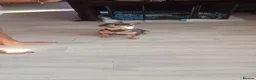 French Bulldog dogs for sale: French bulldog male dog  - Advert 2