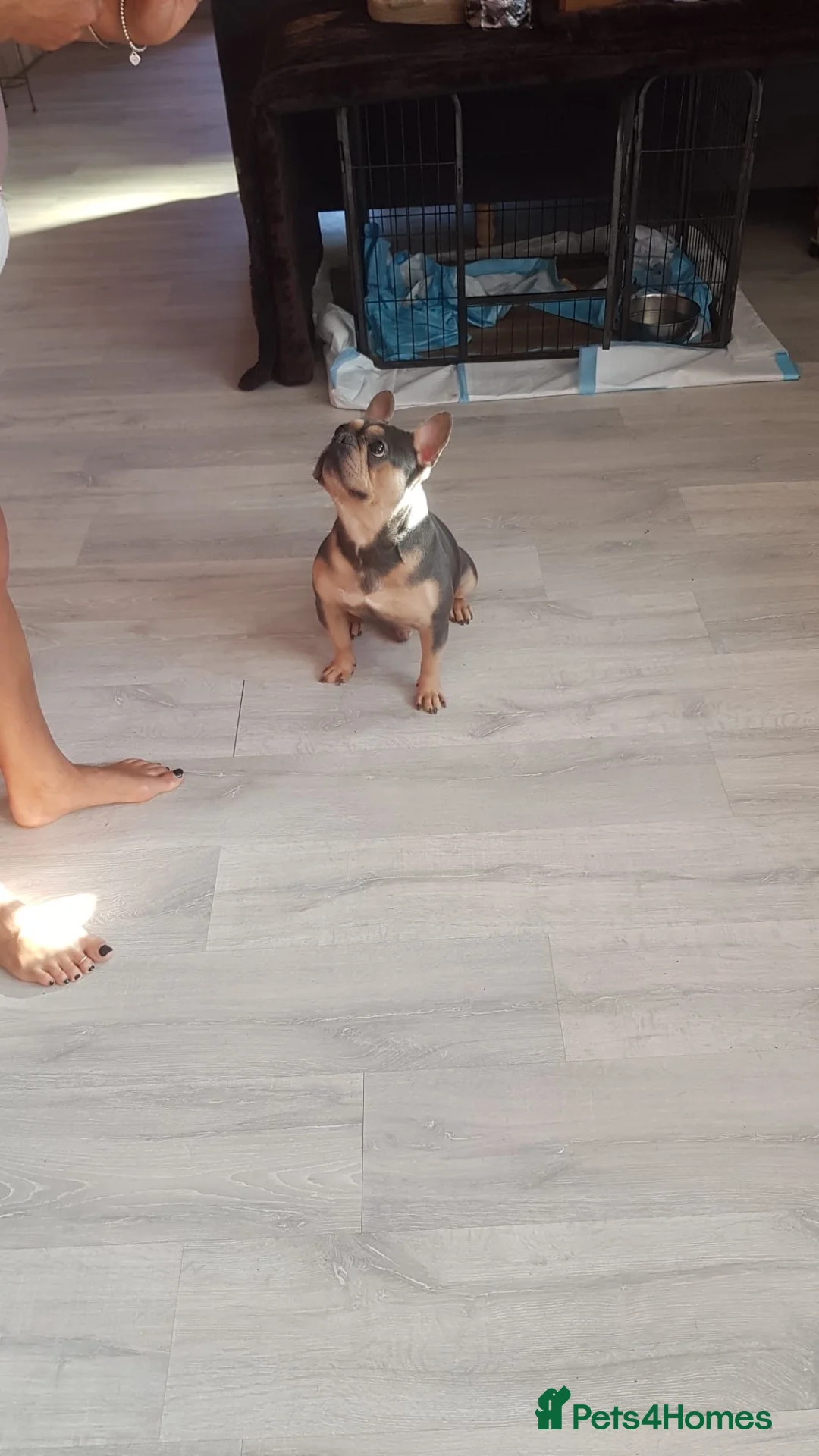 French Bulldog dogs for sale: French bulldog male dog  - Advert 2