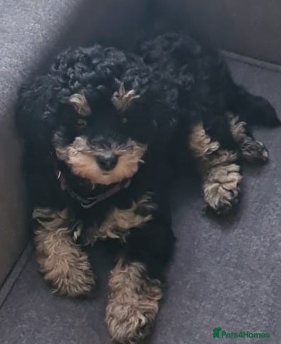 Poochon dogs Phantom boy and dinky red girl ready to leave  - Advert 1
