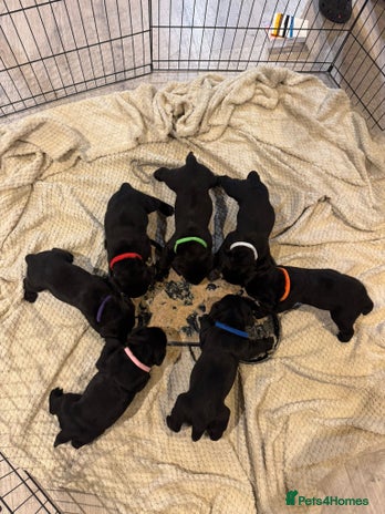 Labrador Retriever dogs - Advert 7