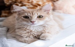 Maine Coon cats for sale: Maine coon cross kittens  - Advert 2