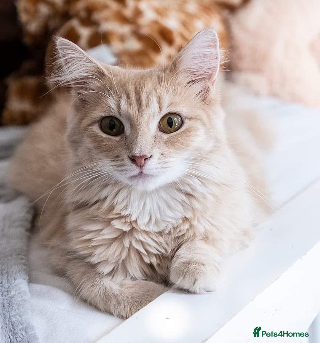 Maine Coon cats for sale: Maine coon cross kittens  - Advert 2