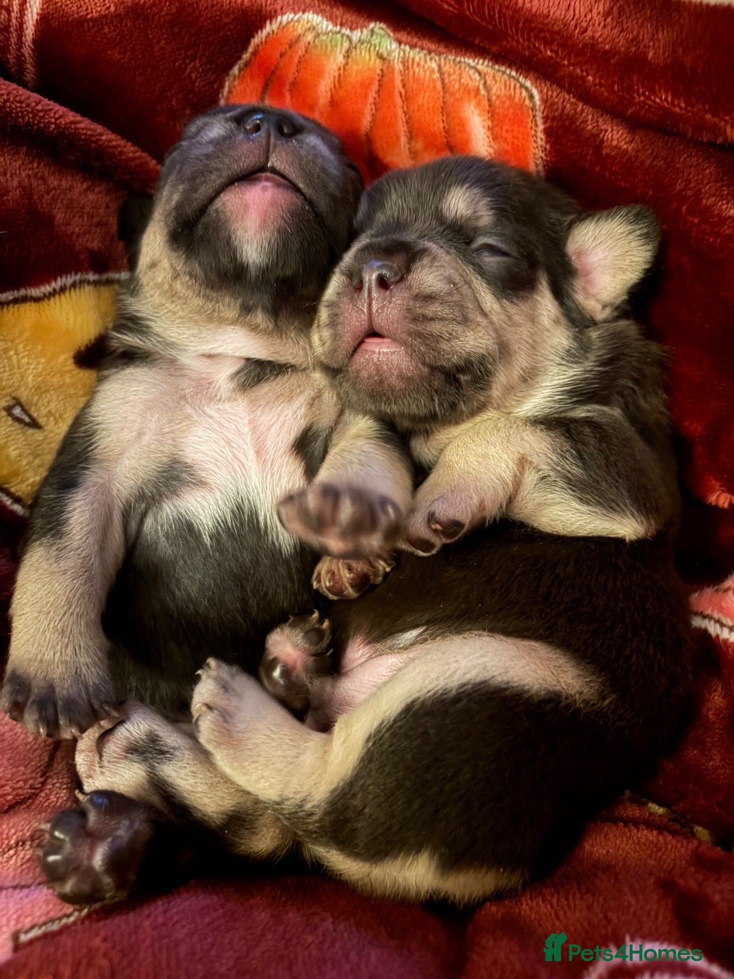 French Bulldog dogs for sale: FRENCH BULLDOG PUPS LOOKING FOR FOREVER HOMES 🐾 - Advert 15