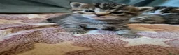 Mixed Breed cats for sale: Stunning Mixed breed kittens for sale! - Advert 15