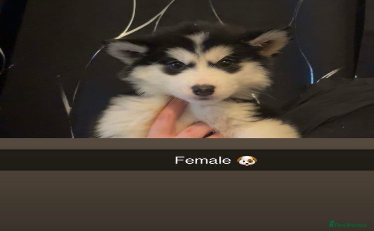 Siberian Husky dogs Beautiful husky pups 🔥🛑 only 2 left 🛑🔥  - Advert 2