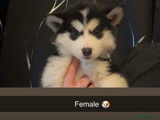 Siberian Husky dogs Beautiful husky pups 🔥🛑 only 2 left 🛑🔥 - Advert 2