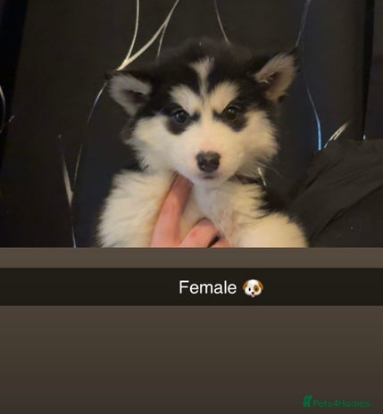 Siberian Husky dogs Beautiful husky pups 🔥🛑 only 2 left 🛑🔥 - Advert 2