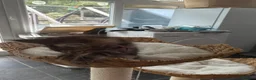 Maine Coon cats for sale: Show quality Maine coon kittens - Advert 7
