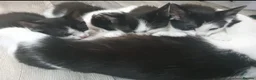Mixed Breed cats for sale: Black white girl kitten last one available  - Advert 1