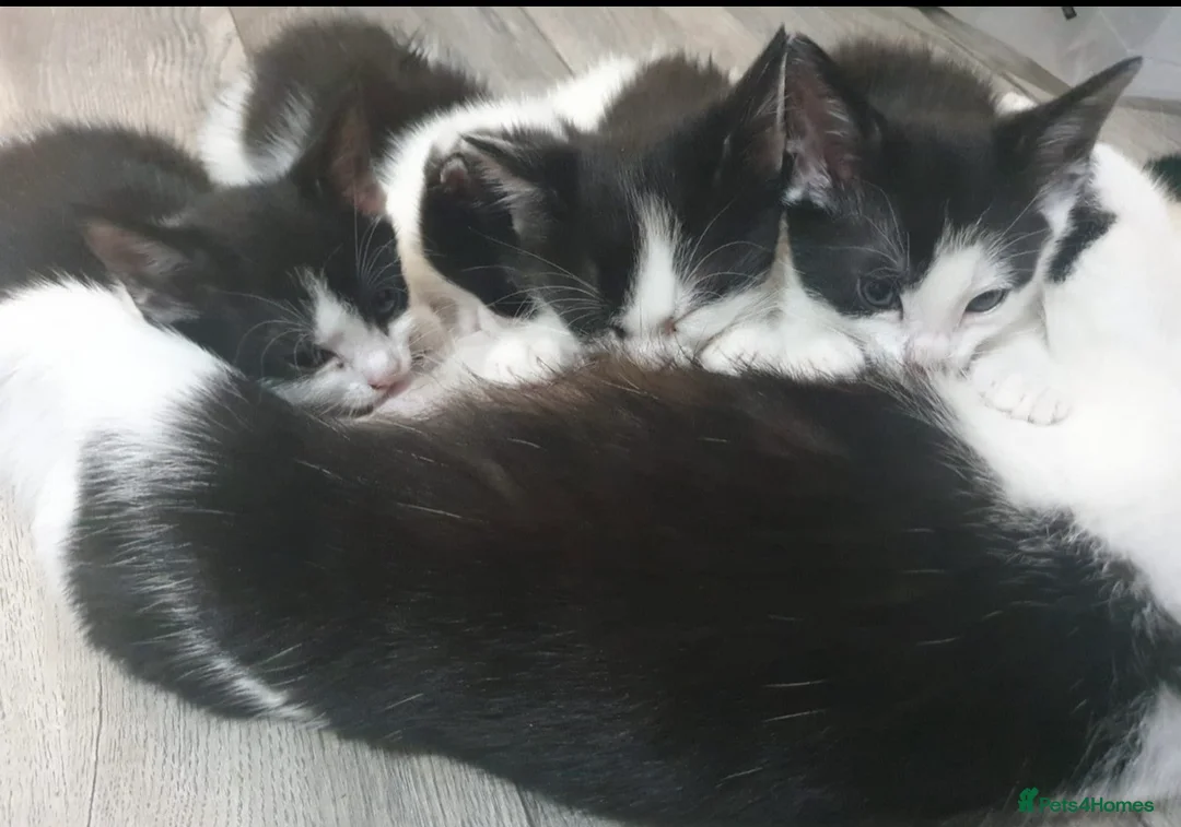 Mixed Breed cats for sale: Black white girl kitten last one available  - Advert 1