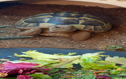 Hermann Tortoise reptiles for sale: Herman tortoise + entire setup - Image 3