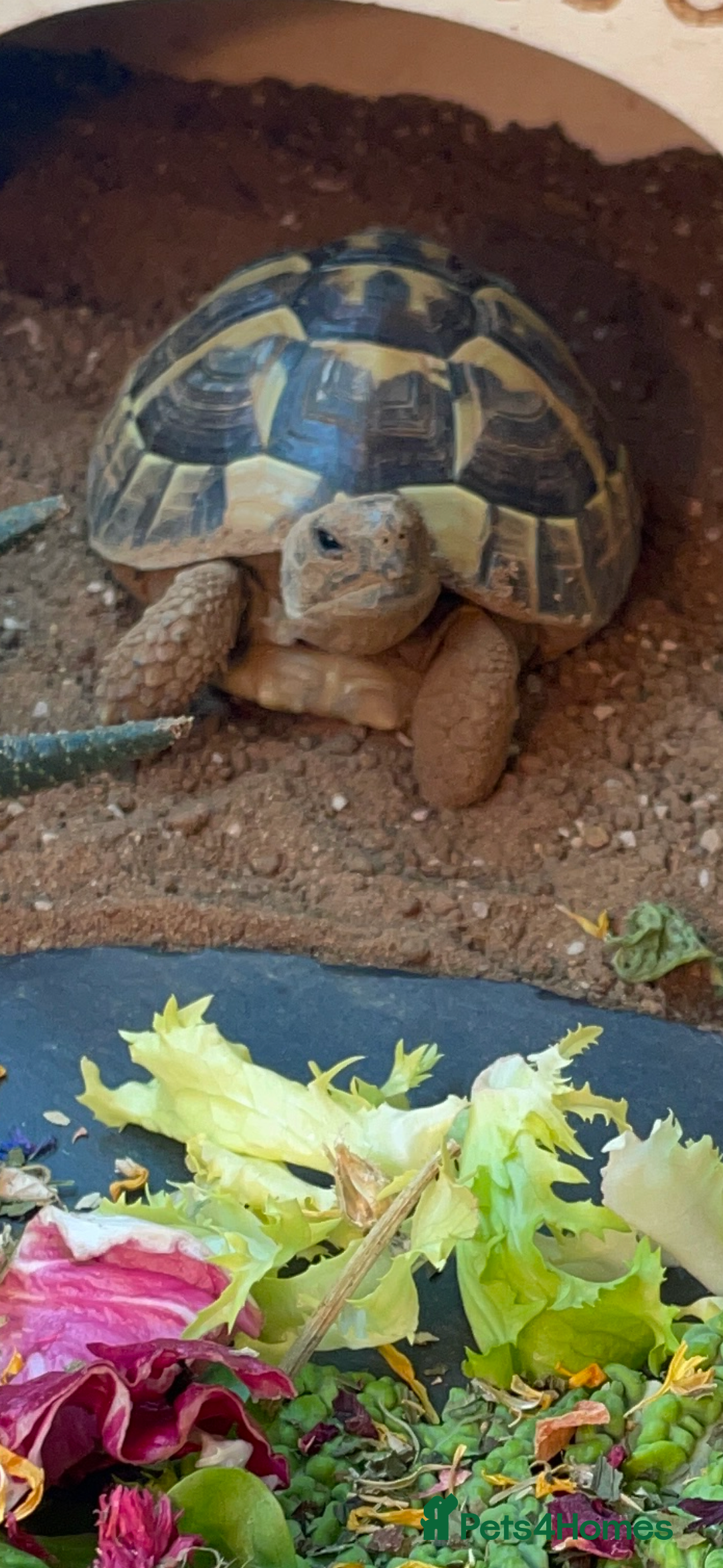 Hermann Tortoise reptiles for sale: Herman tortoise + entire setup - Image 3