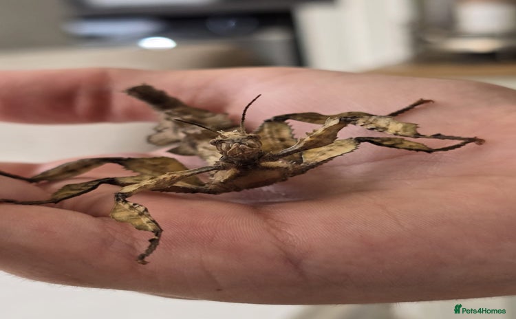 Stick Insects invertebrates - Advert 4