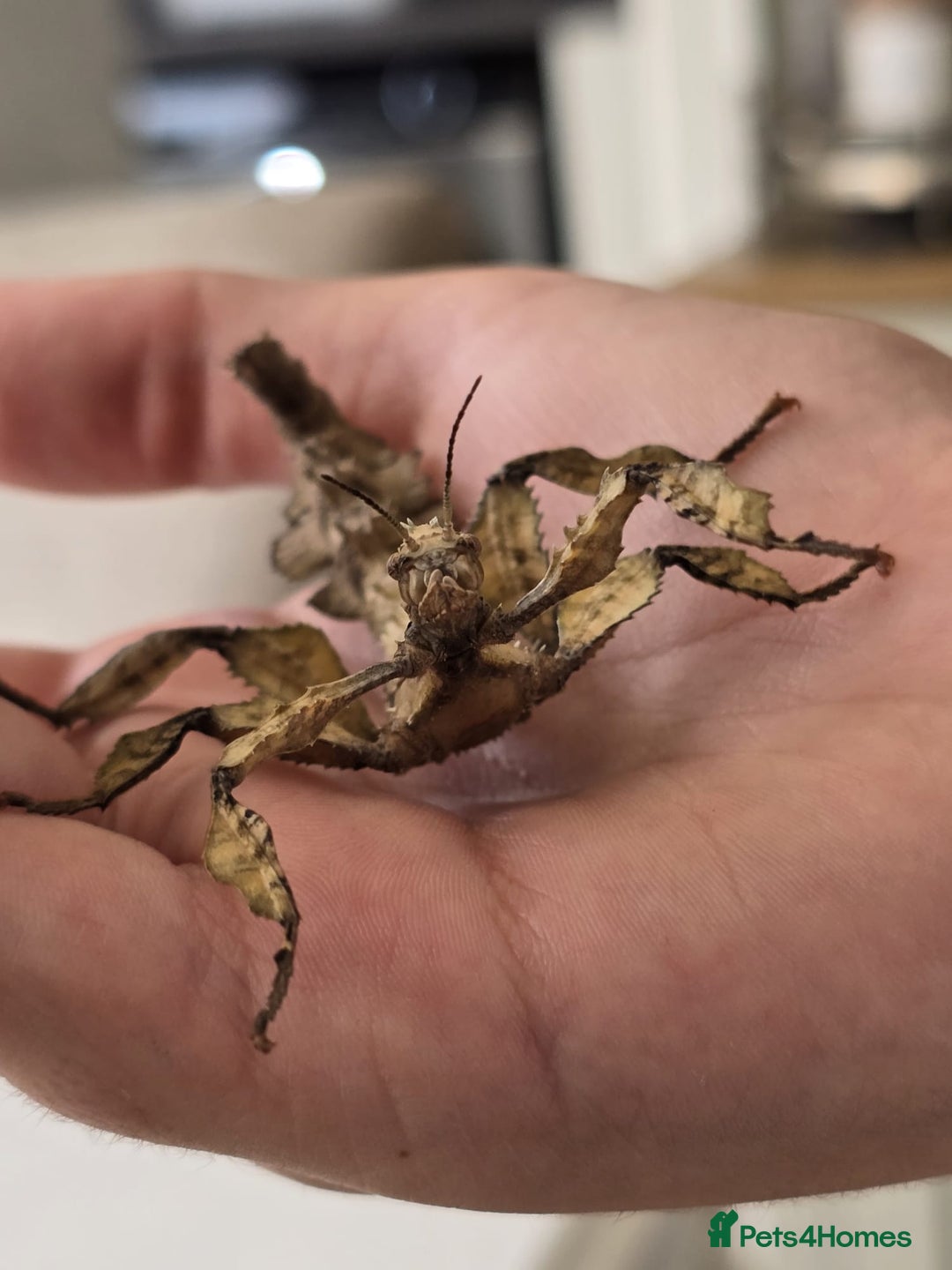 Stick Insects invertebrates for sale: Extatosoma tiaratum Spiny Leaf insect EGGS - Image 1