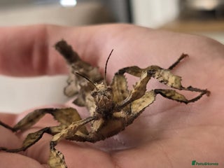 Stick Insects invertebrates - Advert 4