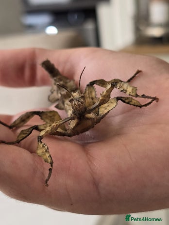 Stick Insects invertebrates - Advert 2