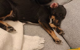 Jack Russell dogs for sale: 2 x Beautiful Jack Russells  - Image 7