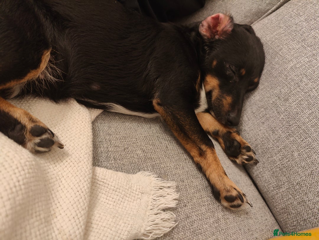 Jack Russell dogs for sale: 2 x Beautiful Jack Russells  - Image 7