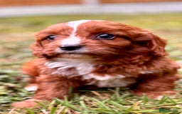 Cavapoo dogs for sale: Stunning cavapoo pups *ready to leave 29th august* - Image 2