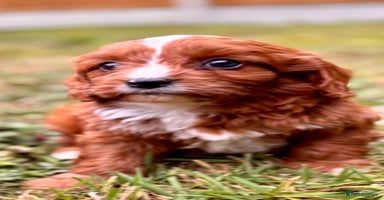 Cavapoo dogs - Advert 14