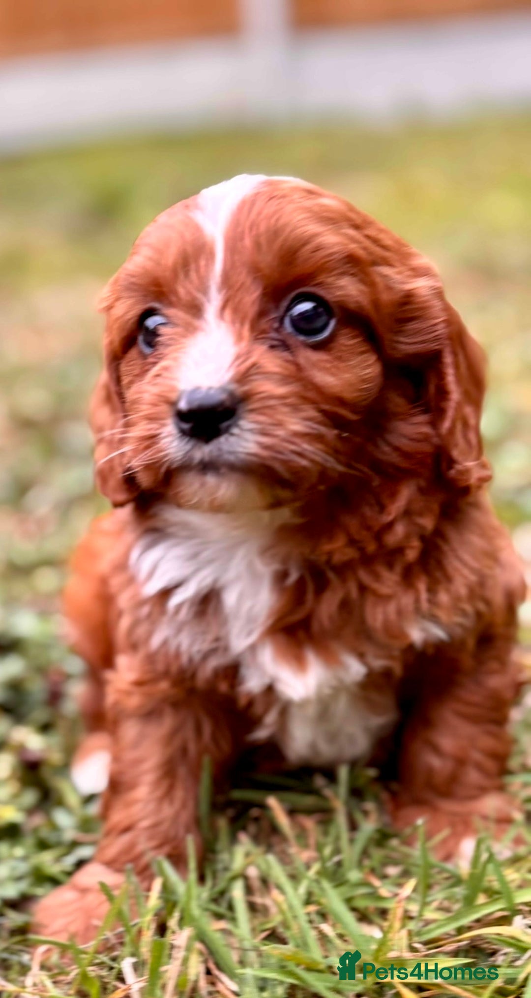 Cavapoo dogs for sale: Stunning cavapoo pups *ready to leave 29th august* - Image 2