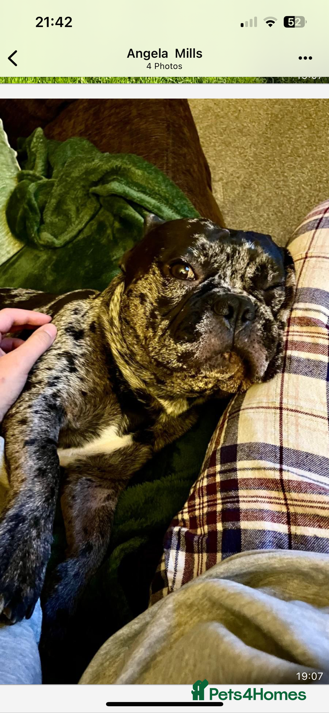 French Bulldog dogs for adoption: All Freddie wants for  **  is a forever home - Advert 5