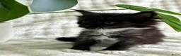 Maine Coon cats for sale: 2 females left ready now  - Advert 15