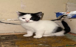 Domestic Shorthair cats for sale: 4 beautiful domestic shorthairs for sale  - Image 8