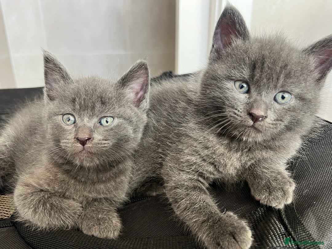 Maine Coon cats for sale:  Maine Coon kittens for sale  - Advert 1