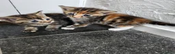 Mixed Breed cats for sale: Beautiful kittens  in Ashford - Advert 8