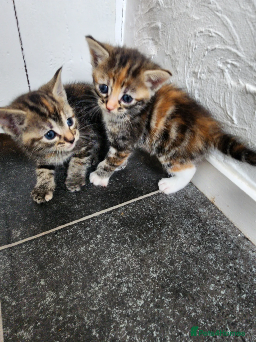 Mixed Breed cats for sale: Beautiful kittens  in Ashford - Advert 8