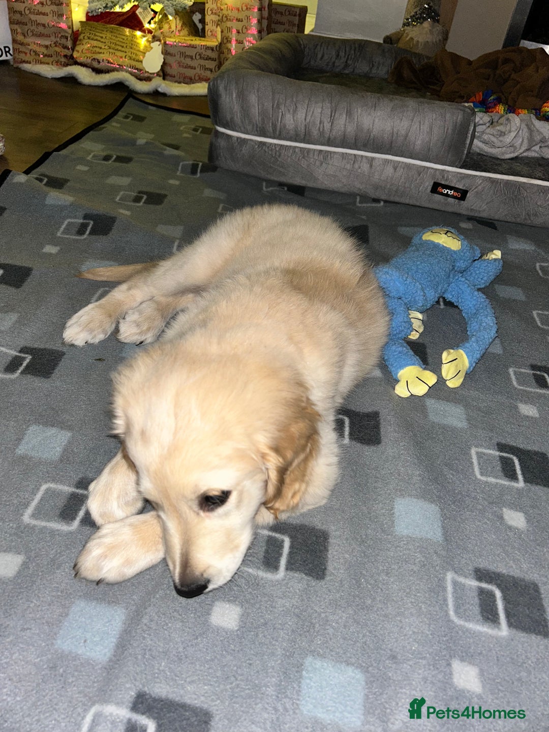 Golden Retriever dogs for sale: Golden retriever puppy  - Advert 6