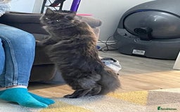 Maine Coon cats for sale: XL Maine Coon Kittens - Image 6