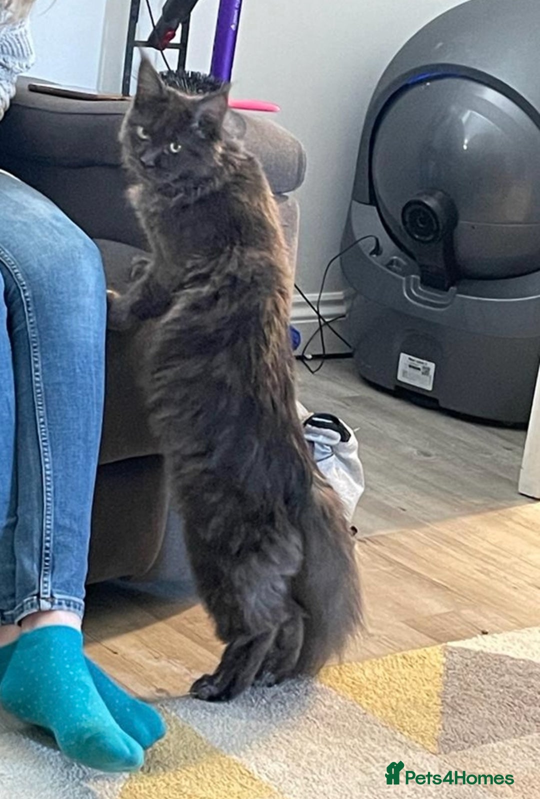 Maine Coon cats for sale: XL Maine Coon Kittens - Image 6