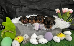 Miniature Dachshund dogs for stud: Miniature wire hair stud (crufts qualified) in Bridge of Weir - Image 11