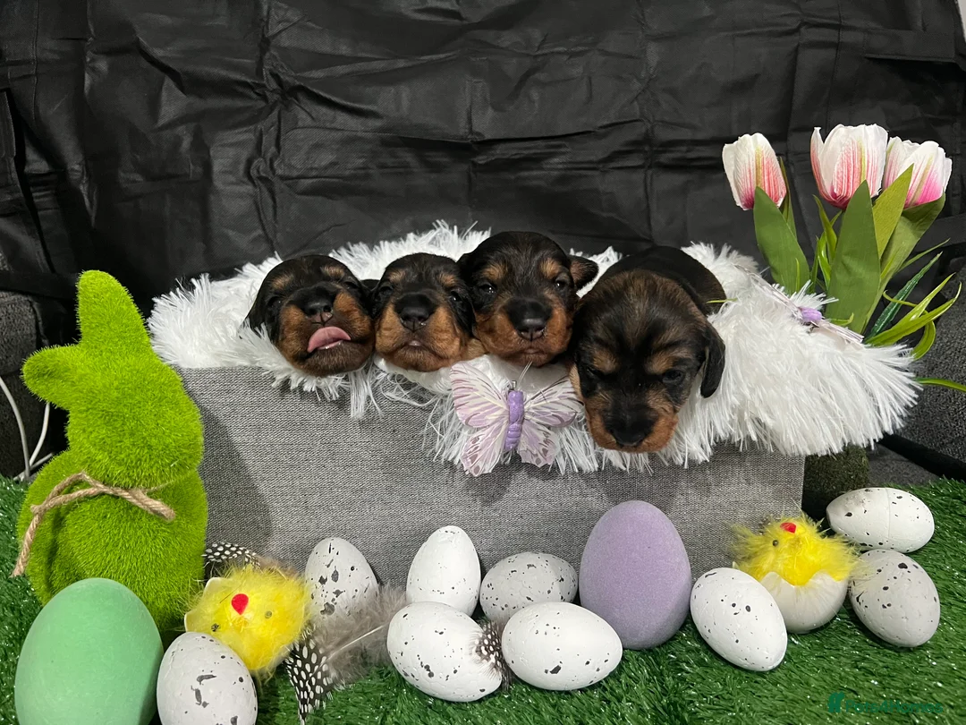 Miniature Dachshund dogs for stud: Miniature wire hair stud (crufts qualified) in Bridge of Weir - Advert 11