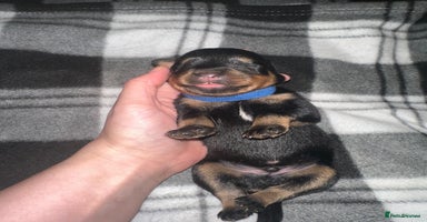 Rottweiler dogs - Advert 11