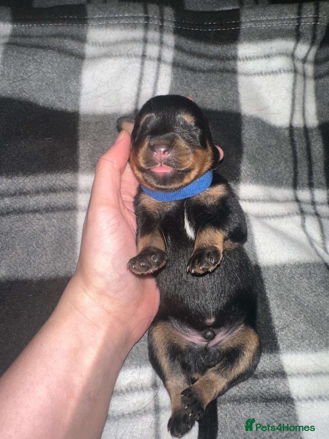 Rottweiler dogs for sale: Full thoroughbred Rottweilers available - Image 3