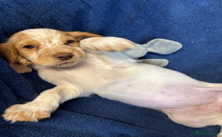Cocker Spaniel dogs - Advert 2