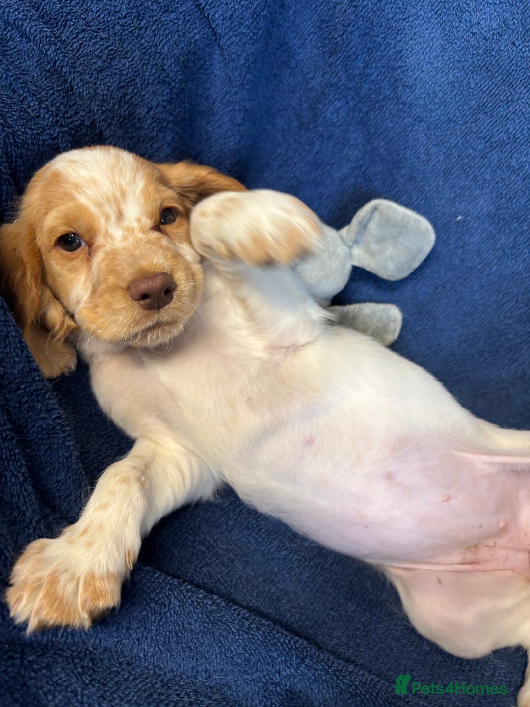 Cocker Spaniel dogs for sale: Cocker spaniel puppies Ready now, 3 girls left - Image 1