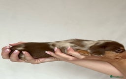 Miniature Dachshund dogs for sale: Miniature Dachshunds Puppies PRA Clear, KC Reg - Image 3