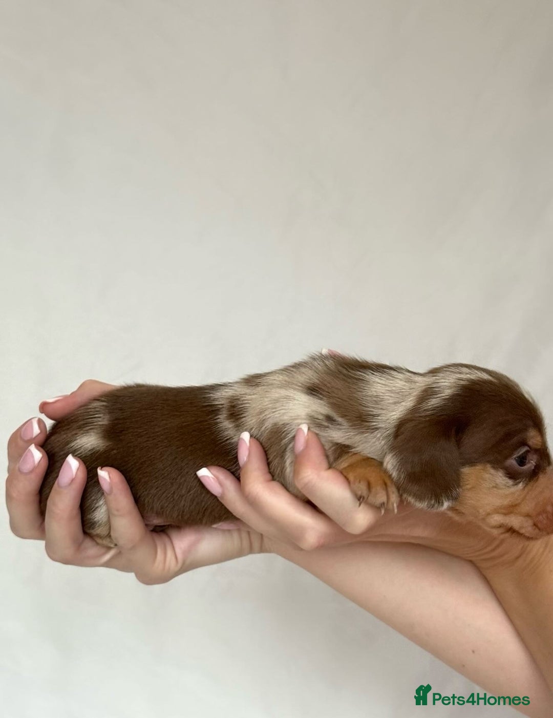 Miniature Dachshund dogs for sale: Miniature Dachshunds Puppies PRA Clear, KC Reg - Image 3