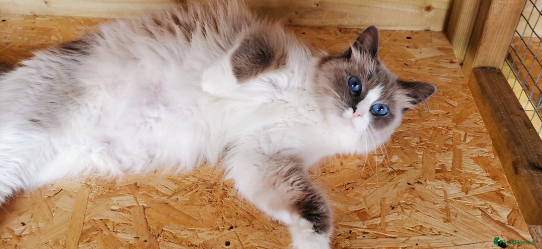 Siberian cats for sale: Stunning Neva Masquerade Siberian young adult vat - Image 6