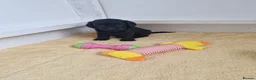 Cockapoo dogs for sale: Stunning American cockapoos in Wisbech - Advert 4