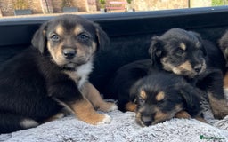 Mixed Breed dogs for sale: Bearded Collie cross New Zealand Huntaway  - Image 6